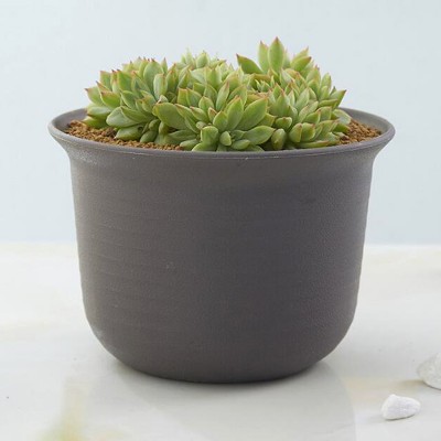 Plastic flowerpot flowers